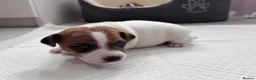 Jack Russell dogs for sale: Beautiful Jack Russell Puppies for Sale 🐶 - Advert 9