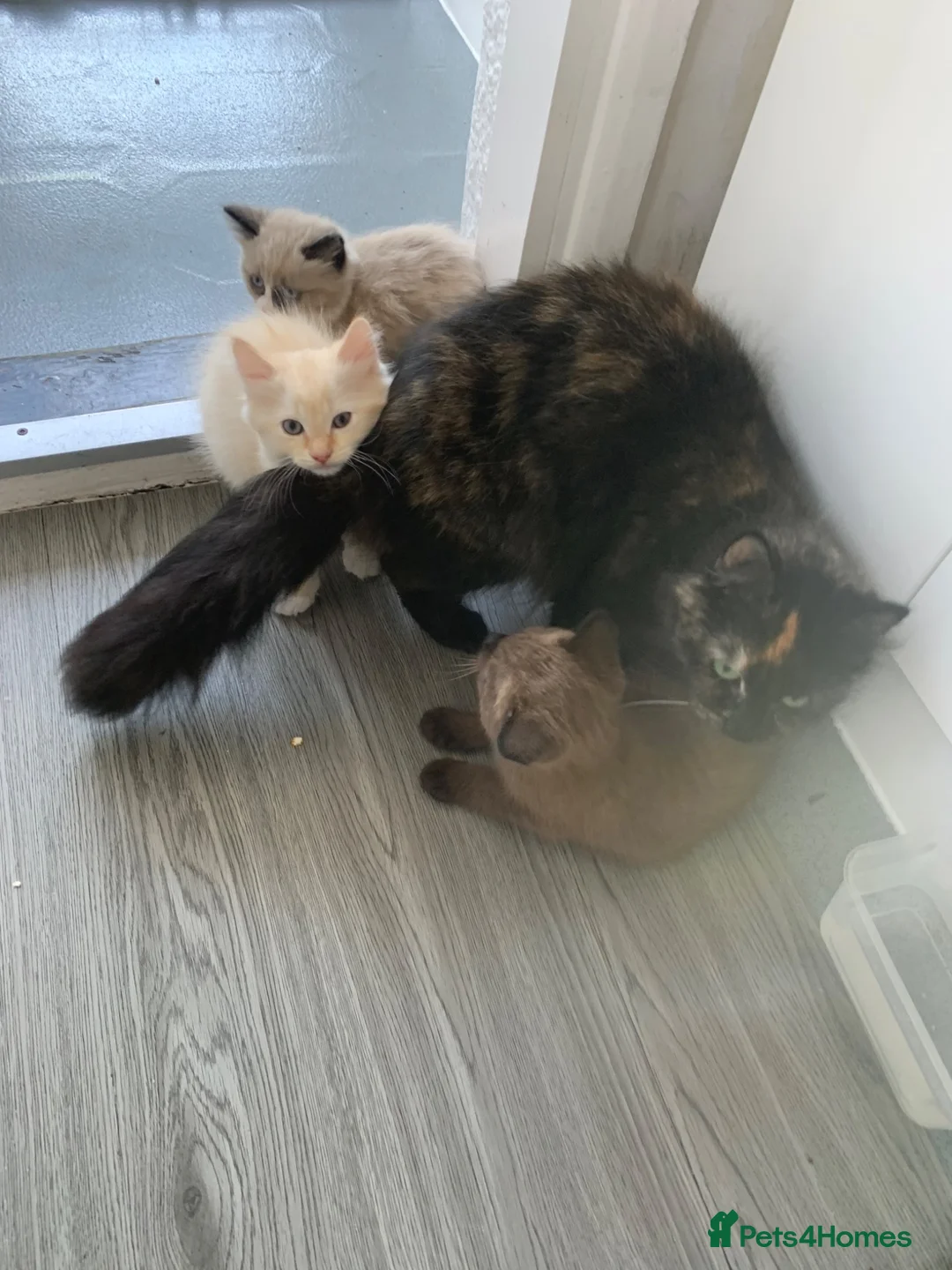 Mixed Breed cats for sale: Mixed Breed Beautiful Kittens - Advert 8