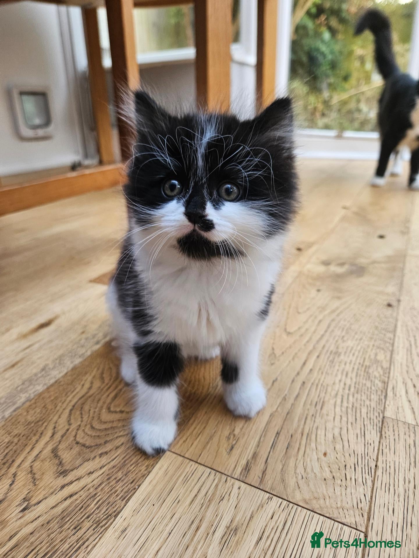 Mixed Breed cats Fluffy kittens Looking for Loving Homes  - Advert 2