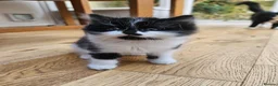 Mixed Breed cats for sale: Fluffy kittens Looking for Loving Homes  - Advert 1