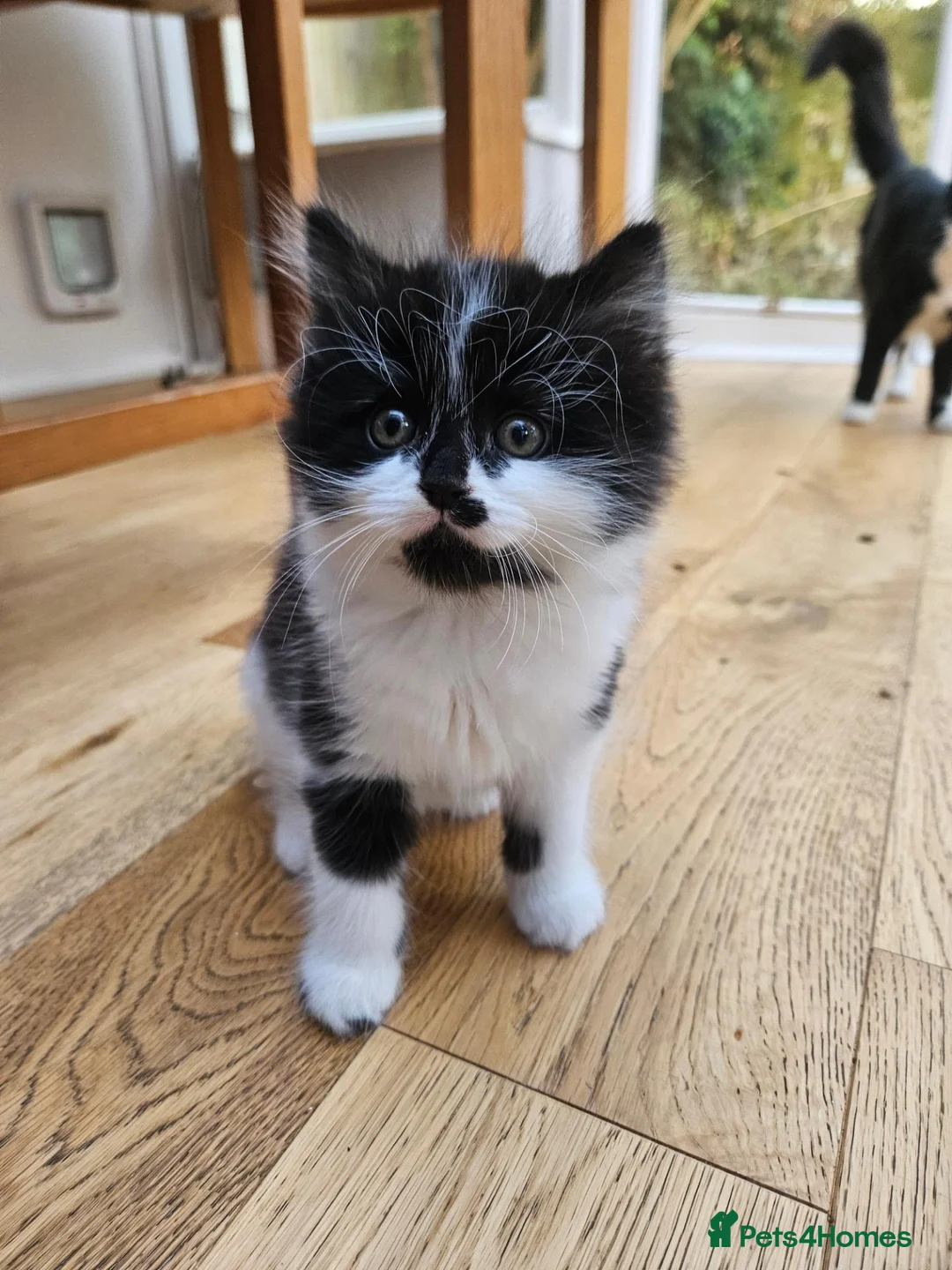 Mixed Breed cats for sale: Fluffy kittens Looking for Loving Homes  - Advert 1