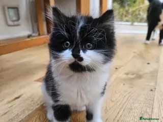 Mixed Breed cats Fluffy kittens Looking for Loving Homes - Advert 1