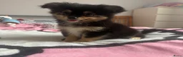 Mixed Breed dogs for sale: A cute little angel of a puppy - Advert 3