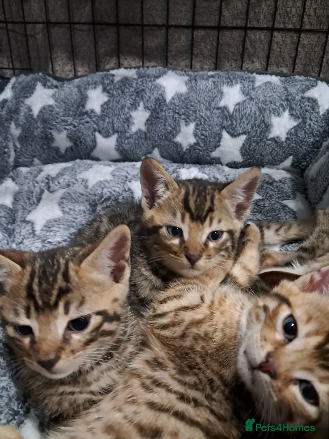 Bengal cats for sale: Half bengals - Advert 3