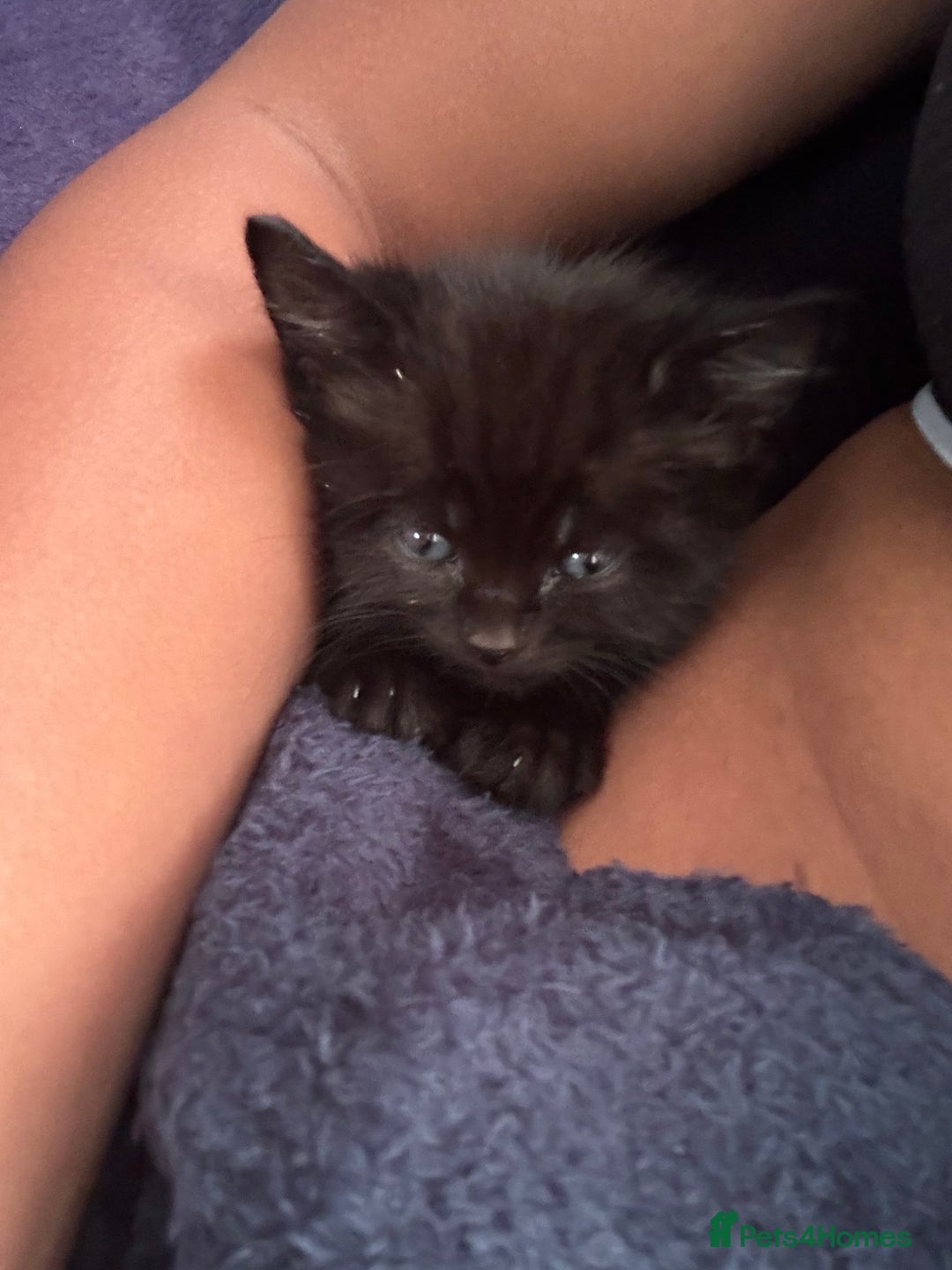 Mixed Breed cats for sale: Kittens for sale  - Image 4