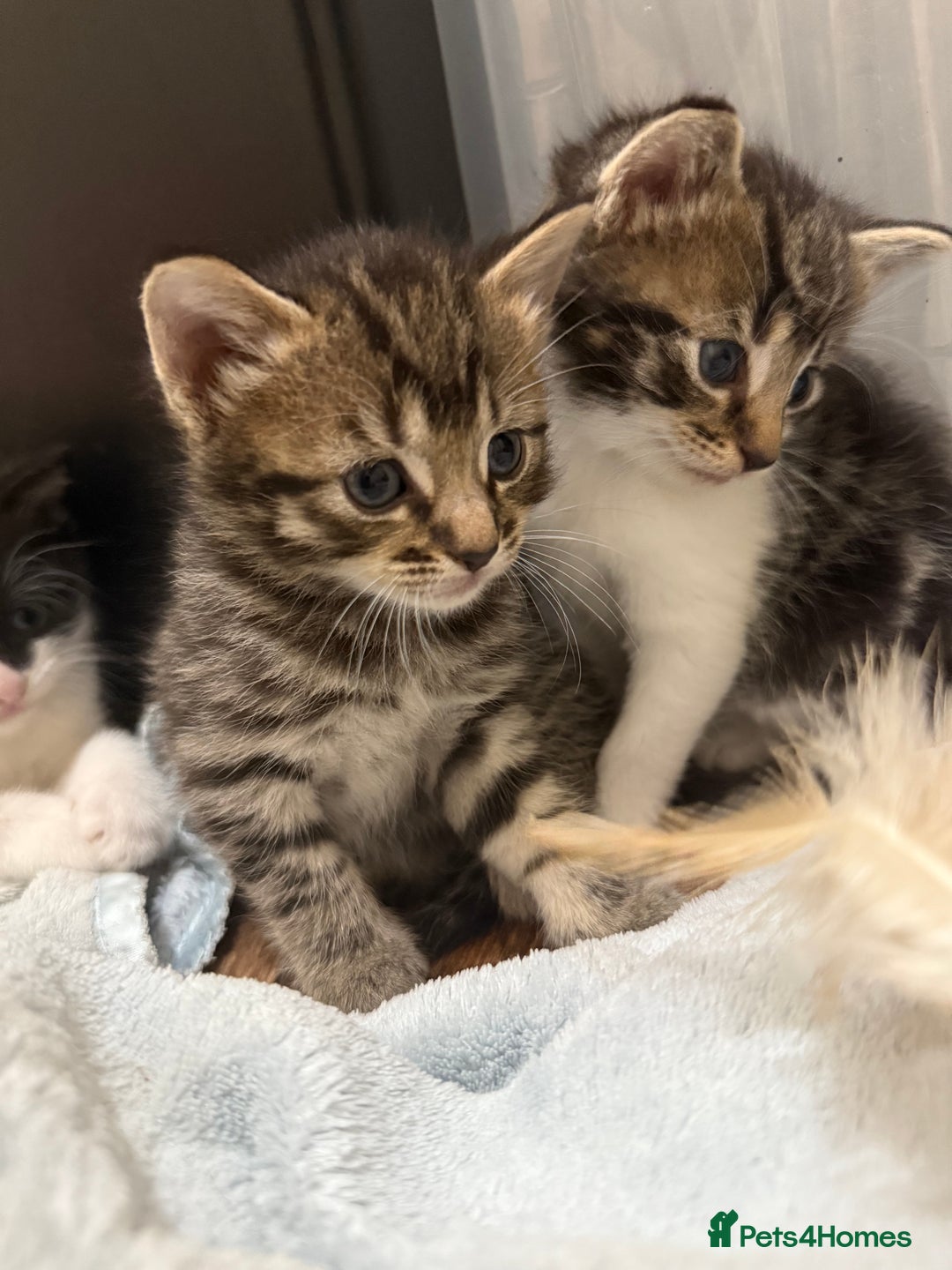 Domestic Shorthair cats for sale: 5 beautiful Domestic shorthair kittens - Image 6