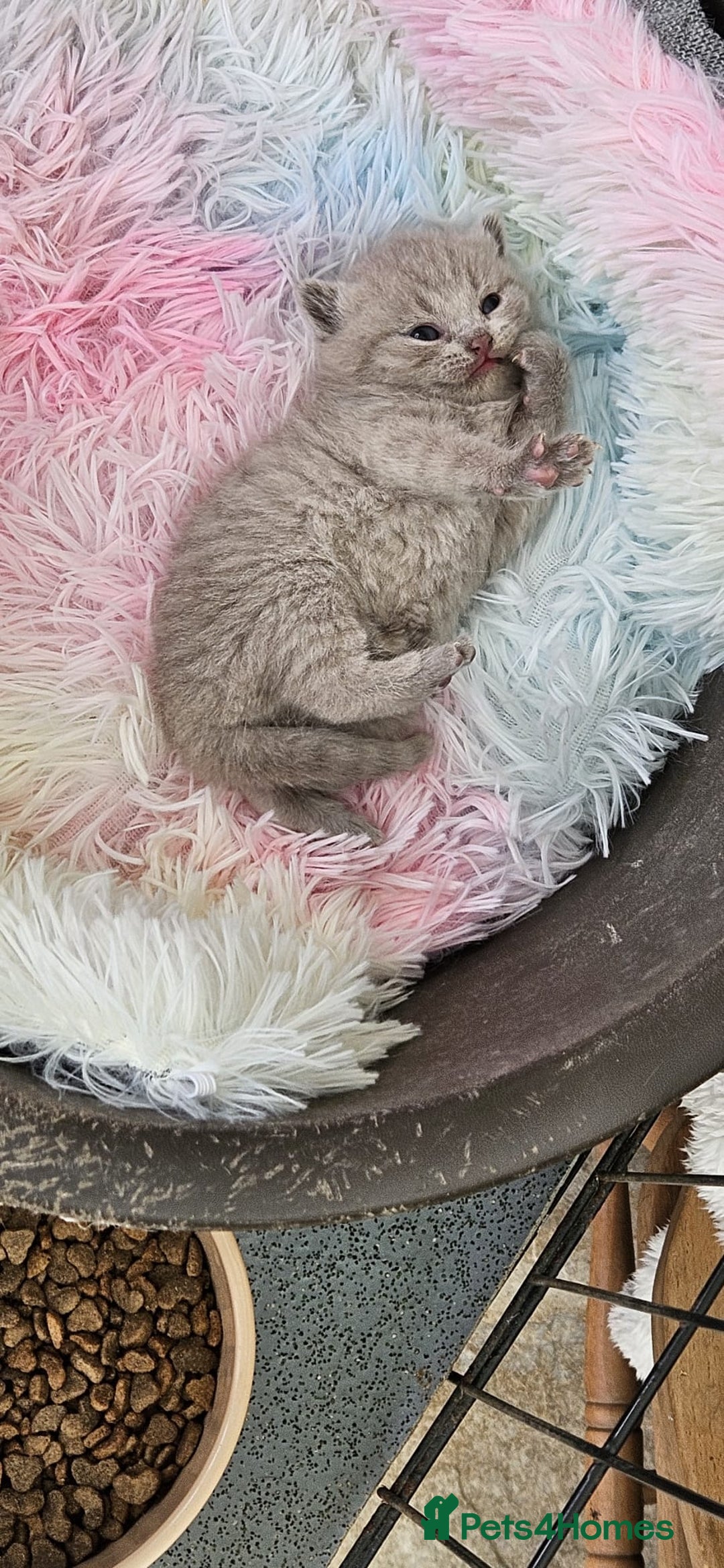 British Shorthair cats for sale: British Shorthair Kittens - Image 2
