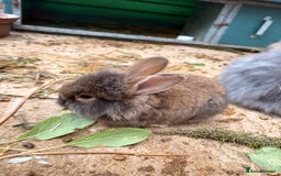 Lionhead rabbits for sale: Rabbits for sale  - Image 8