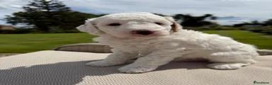 Australian Labradoodle 8