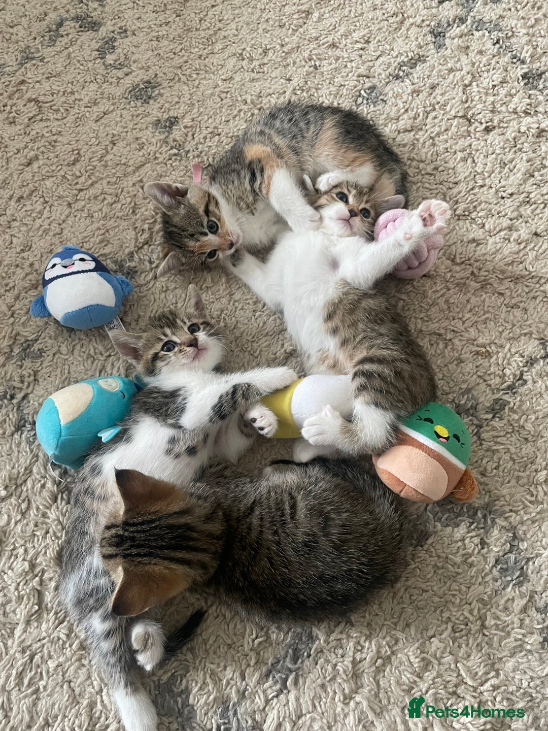 European cats for sale: 8 weeks old - kittens  - Image 30