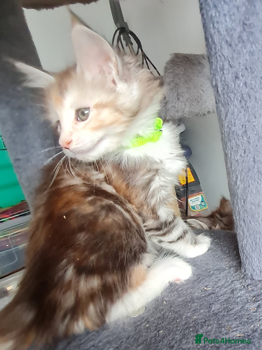 Maine Coon cats for sale: Stunning pedigree Mainecoon Kittens  - Image 19
