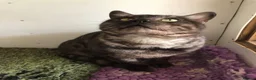 Bengal cats for stud: Unique Black Smoke Bengal stud boy - Advert 4