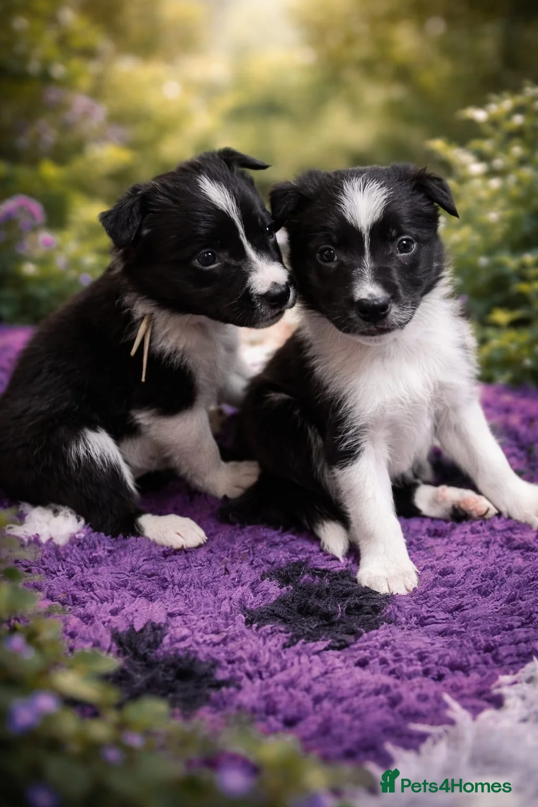 Border Collie dogs for sale: ONLY ONE BOY REMAINING (READY TO GO TUE) - Advert 6
