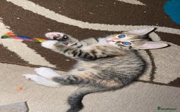 American Shorthair cats for sale: 2 kittens  - Image 11