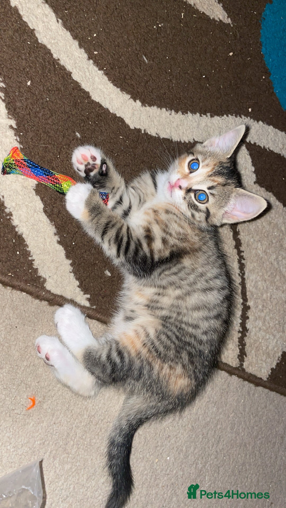 American Shorthair cats for sale: 2 kittens  - Image 11