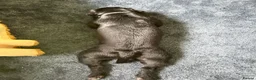 Jug dogs for sale: Jakey Jug needs a new home - Advert 4