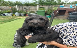 Mixed Breed dogs for sale: POOGLE Puppies READY NOW - Image 1