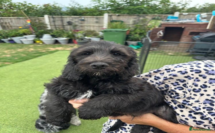 Mixed Breed dogs - Advert 1