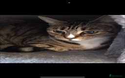 Mixed Breed cats for sale: Lovely natured bengal x tabby girl  - Image 4