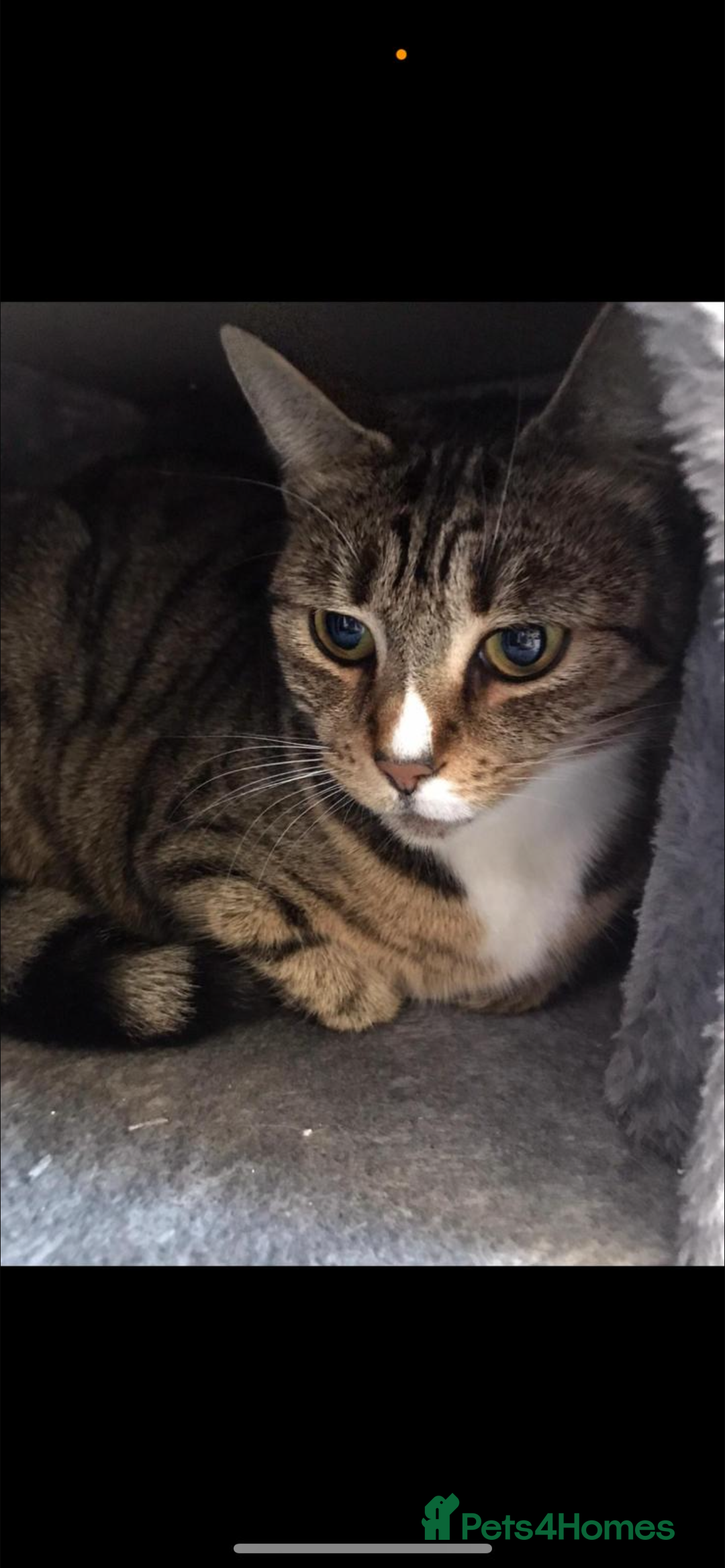 Mixed Breed cats for sale: Lovely natured bengal x tabby girl  - Image 4