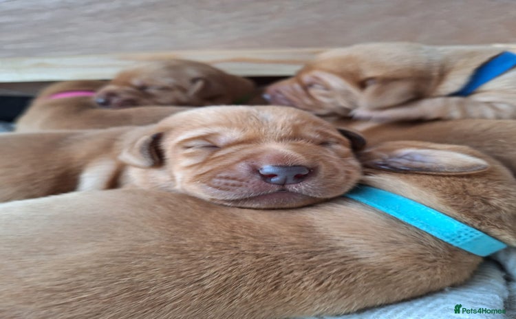 Labrador Retriever dogs - Advert 2