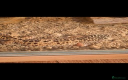 Leopard Gecko reptiles for sale: Beautiful leopard gecko for sale with tank - Image 2