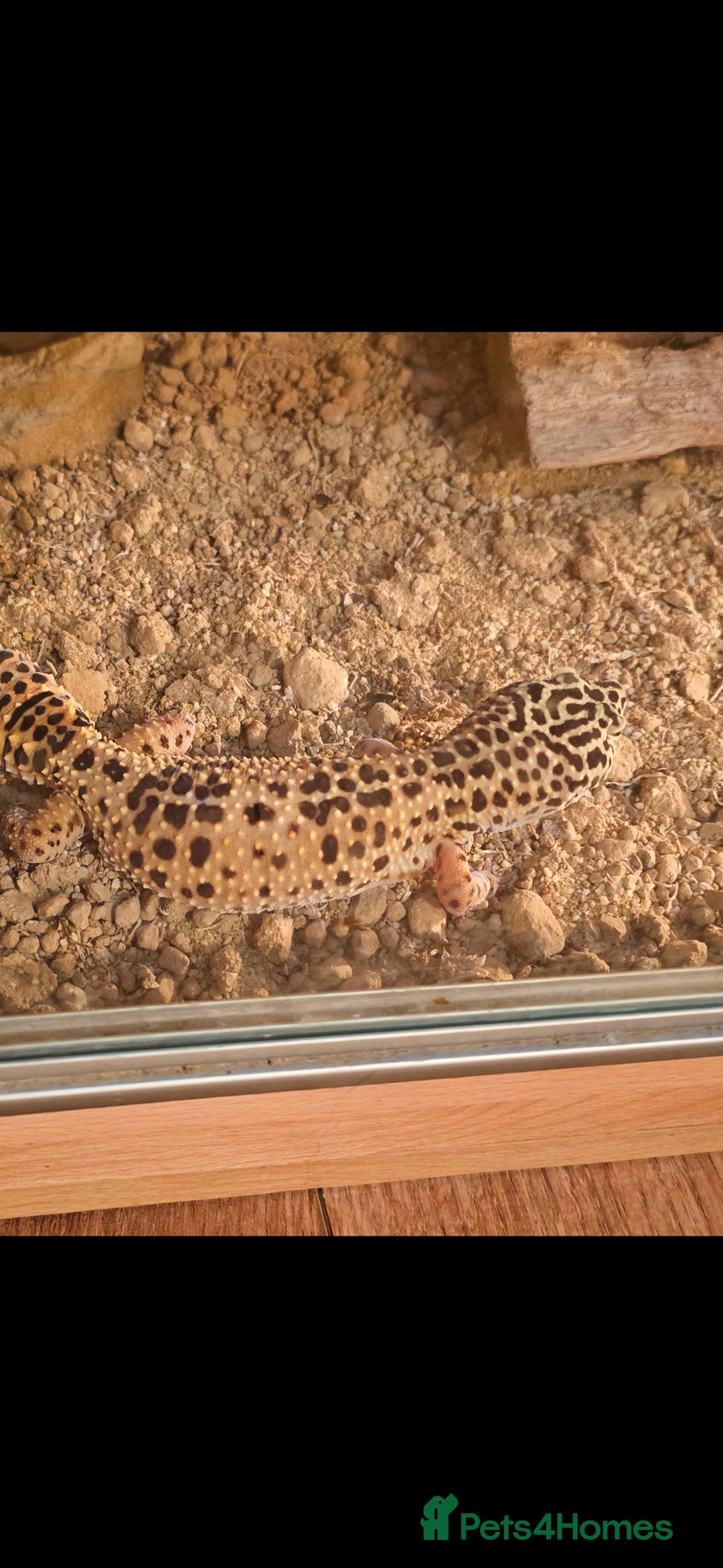 Leopard Gecko reptiles for sale: Beautiful leopard gecko for sale with tank - Image 2