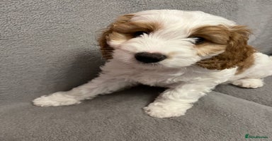 Cavapoo dogs - Advert 5