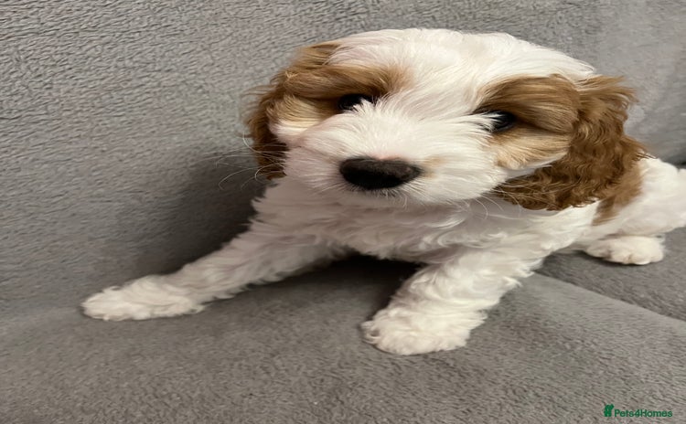 Cavapoo dogs - Advert 7