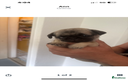 Pug dogs for sale: Pug puppy  - Image 1