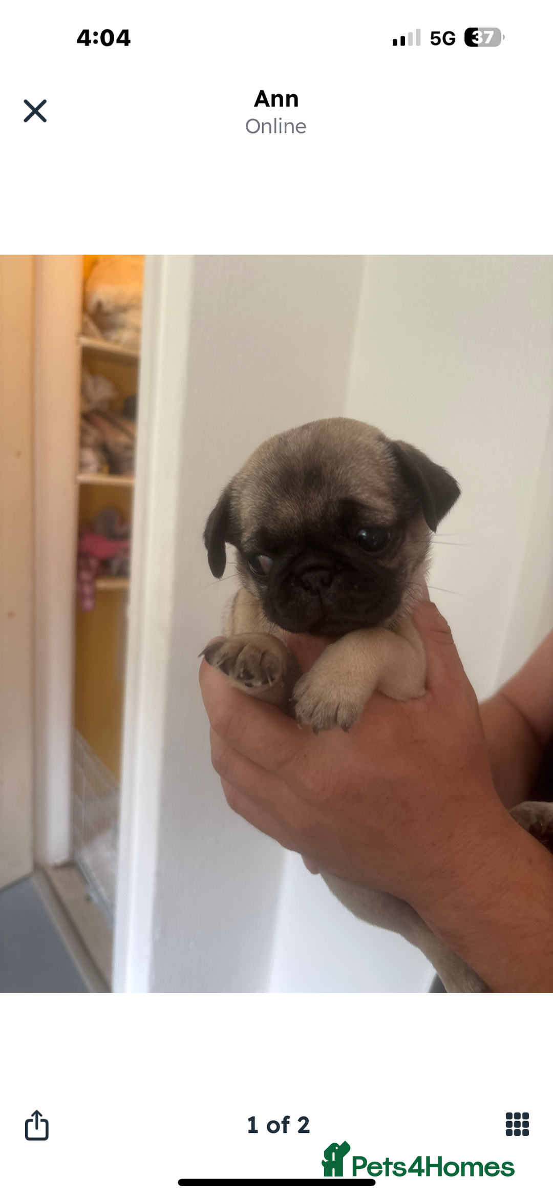 Pug dogs for sale: Pug puppy  - Image 1