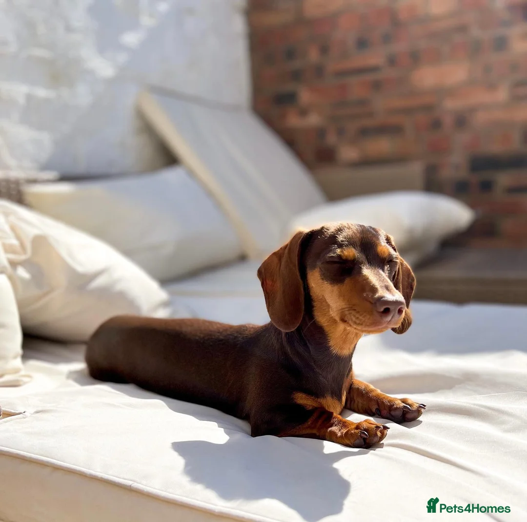 Miniature Dachshund dogs for sale: Miniature Dachshund Puppy - Advert 2