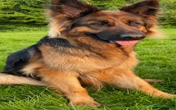 German Shepherd dogs for sale: Kc-registered German shepards puppies for sale - Image 18
