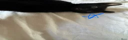 Mixed Breed cats for sale: 6 black and black white kittens - Advert 4