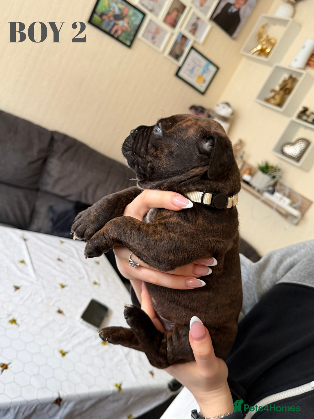 Staffordshire Bull Terrier dogs for sale: Precious Puppies Ready to Join Your Family - Advert 3