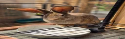 Continental Giant rabbits for sale: Stunning pure continental giants  - Advert 4