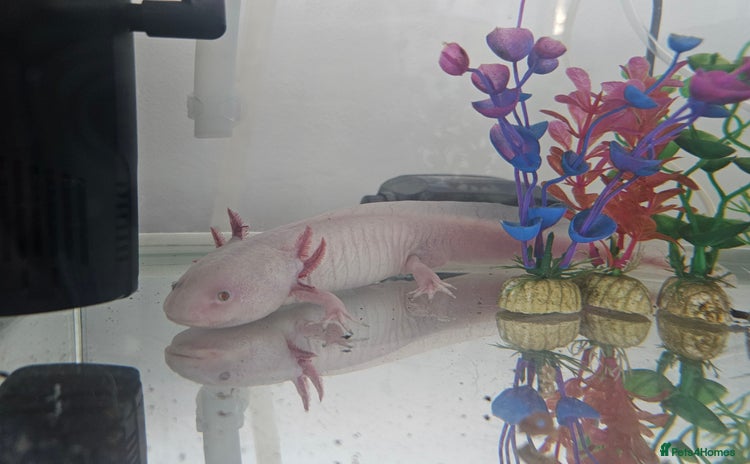 Axolotl reptiles - Advert 1
