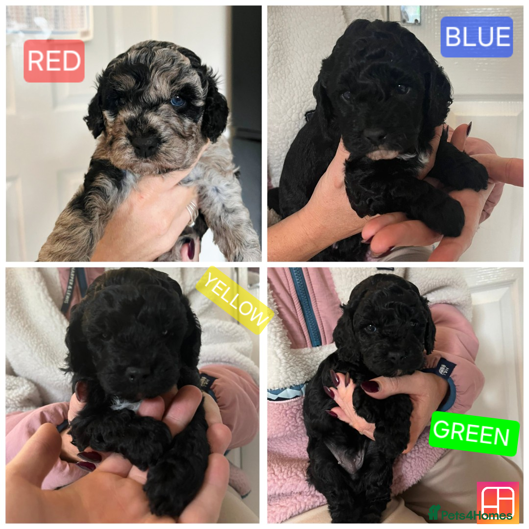 Cavapoo dogs for sale: F1b Cavapoo - Advert 1