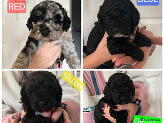 Cavapoo dogs F1b Cavapoo - Advert 1