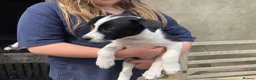 Smooth Collie dogs for sale: Collie Puppies - Advert 9