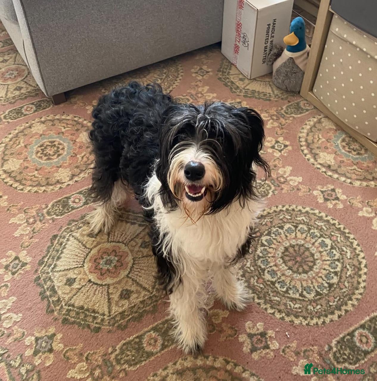 Bearded Collie dogs for sale: Bouncy, lovable 2 year old Bearded Collie - Advert 5