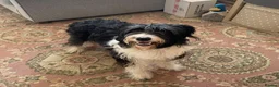 Bearded Collie dogs for sale: Bouncy, lovable 2 year old Bearded Collie in Chesterfield - Advert 1