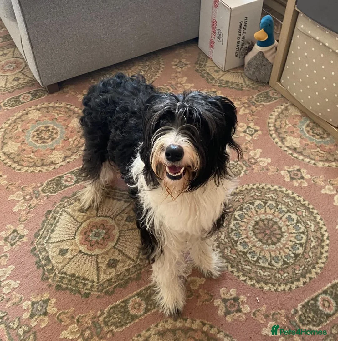 Bearded Collie dogs for sale: Bouncy, lovable 2 year old Bearded Collie in Chesterfield - Advert 1