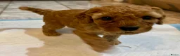 Cavapoo dogs for sale: Dog Trainer’s Cavapoo fur babies   - Advert 30