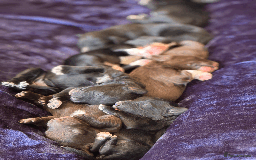 Portuguese Water Dog dogs for sale: ARTSEADOG KC registered Pure Portuguese Waterdogs - Image 10