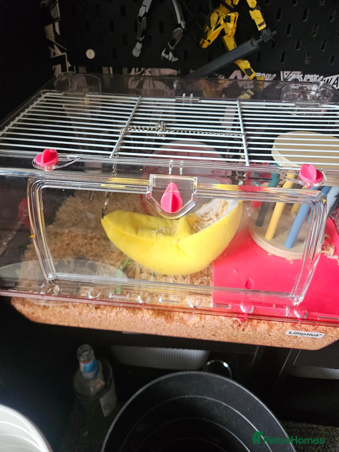 Hamster rodents for sale: 2 hamsters 1 Russian dwarf 1 roborovski - Advert 2
