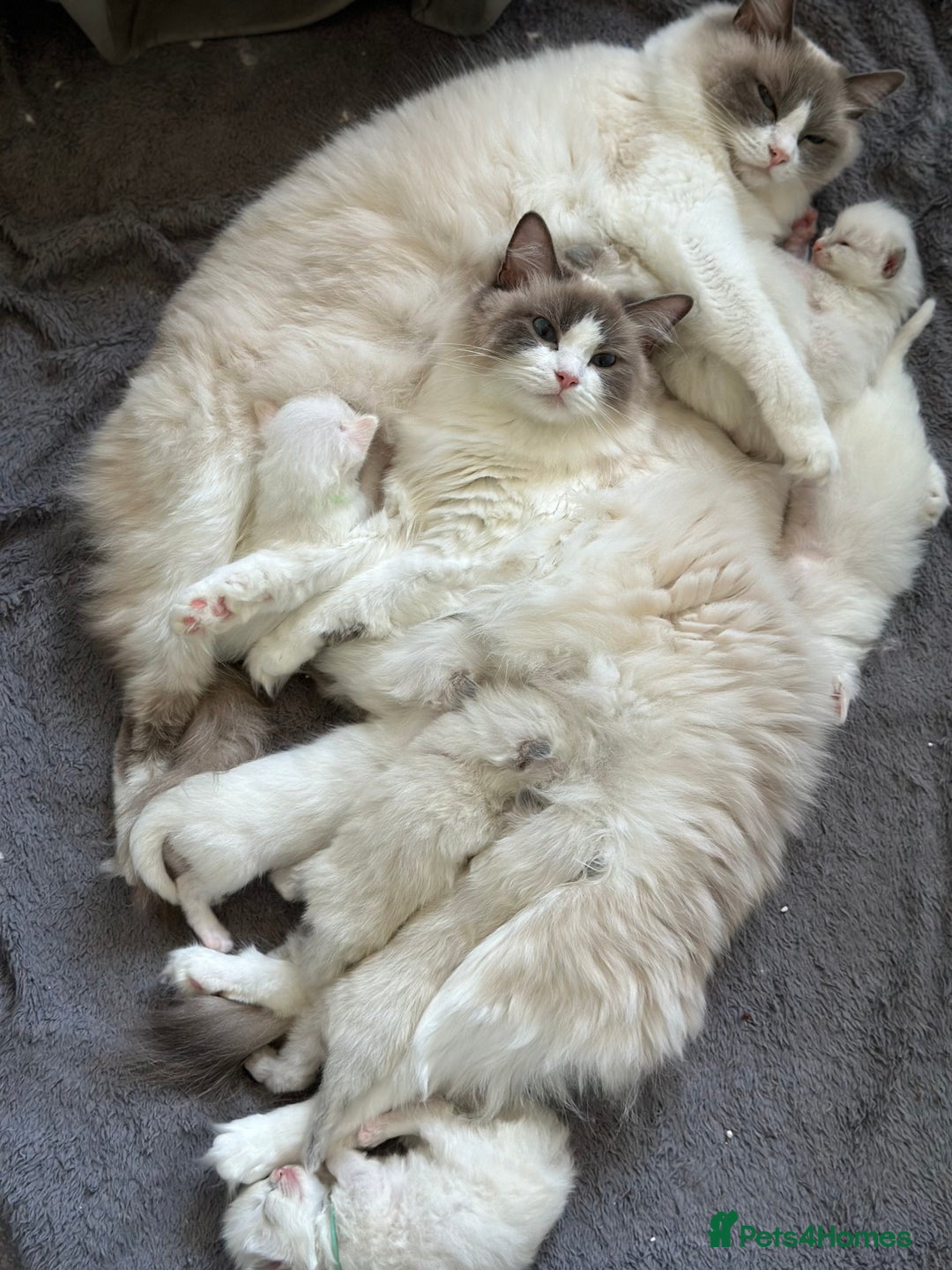 Ragdoll cats for sale: Affectionate, Cuddly, Playful Kittens - Image 35