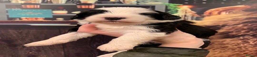 Sheepadoodle Puppy 3