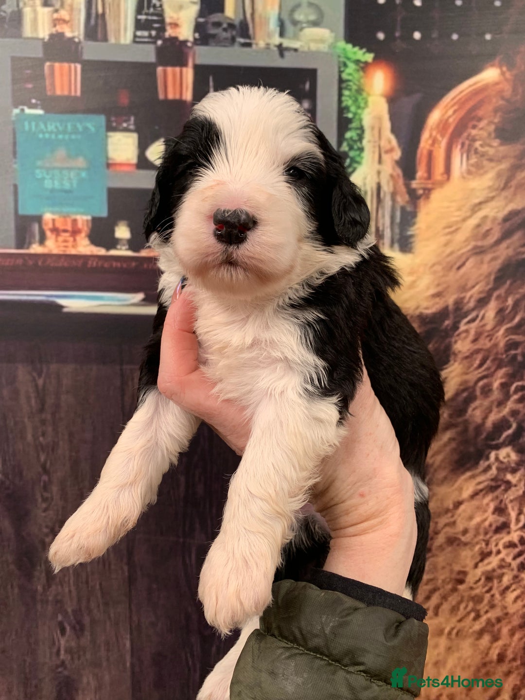 Sheepadoodle dogs for sale: Medium Sheepadoodle Puppies Available  - Image 10