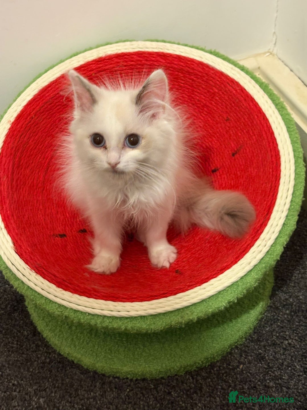 Ragdoll cats for sale: 2 female ragdolls  - Advert 9